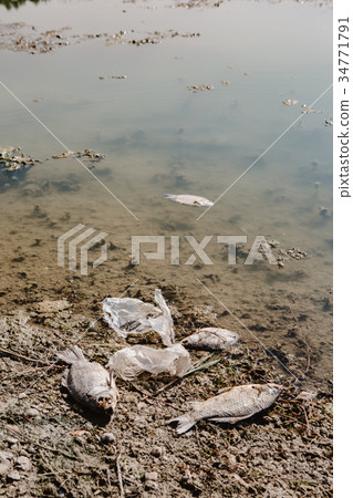 Dead fish on the pond. Dead fish on the pond. 34771791