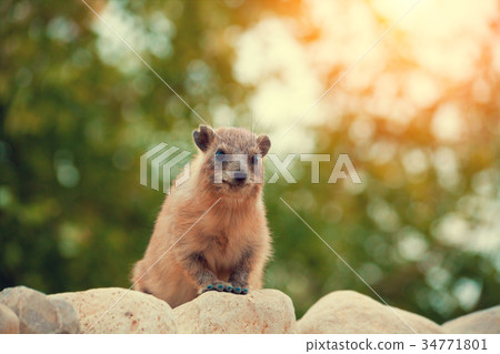 Rock hyrax walking on the stone Rock hyrax walking on the stone 34771801