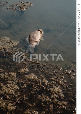 Dead fish on the pond. 34771803