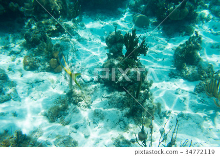 Underwater photography of the Caribbean Sea Underwater photography of the Caribbean Sea 34772119