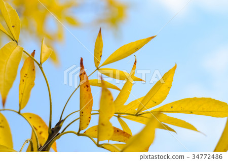 Abstract autumn background Abstract autumn background 34772486