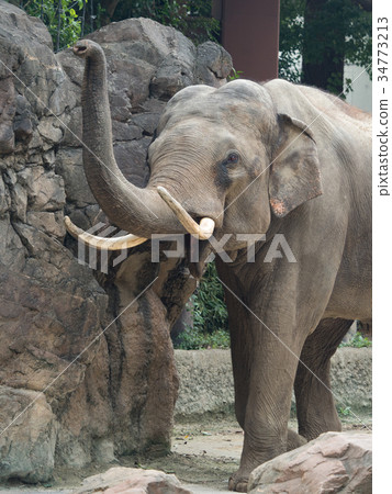Asian elephant 34773213