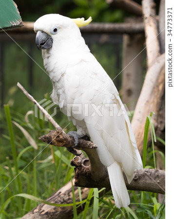 Aomokabatan Aomokabatan 34773371