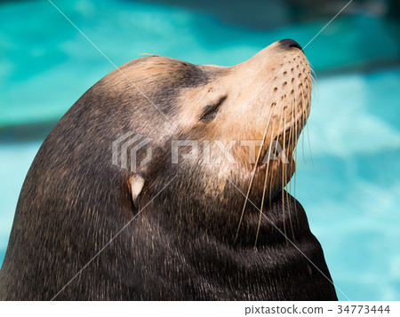 加州海獅 34773444