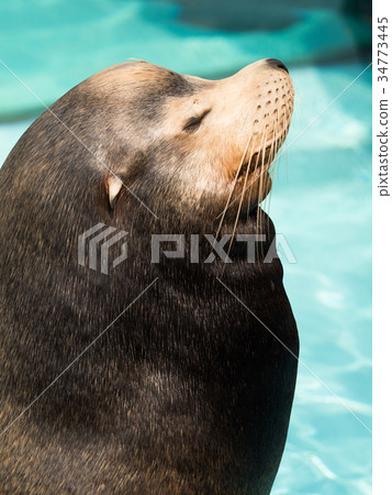 California sea lion 34773445