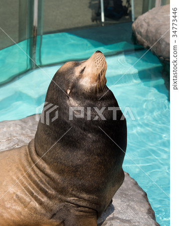 California sea lion 34773446