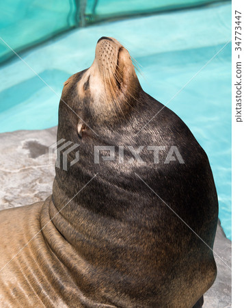 California sea lion 34773447