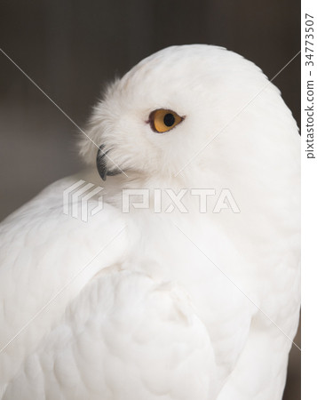 白貓頭鷹 34773507