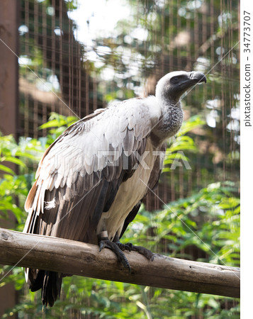 Koshiro vulture Koshiro vulture 34773707