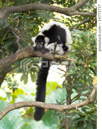 Crisslo Elemaki lemur Crisslo Elemaki lemur 34773737