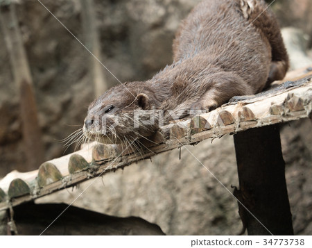 Small-clawed otter 34773738