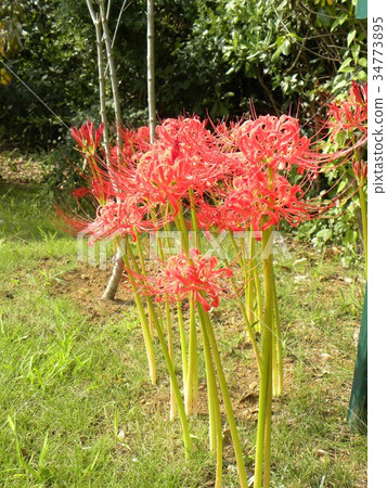 red tip photinia Photinia Tree (Photinia Fraseri)  Yardwork