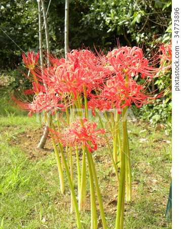 Red flower bamboo flower 34773896