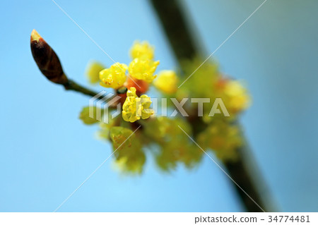 Dankoubai 02 Dankoubai 02 34774481