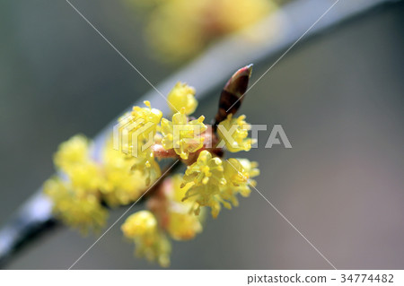 Dankoubai 03 34774482