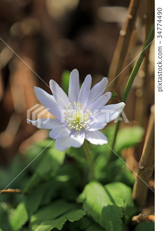 海葵pseudoaltaica 34774490