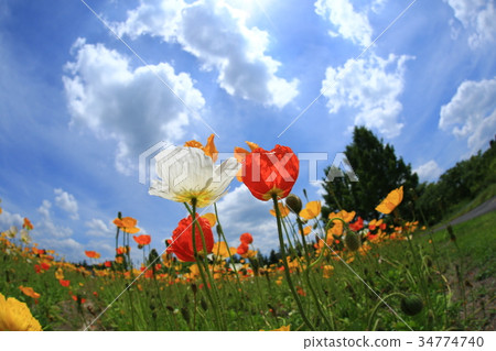 Iceland Poppy 3452 Iceland Poppy 3452 34774740