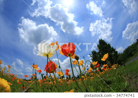 Iceland Poppy 3453 34774741