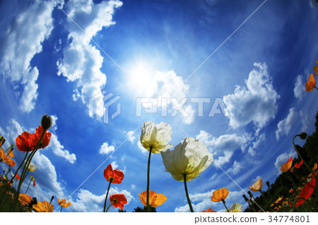 Iceland Poppy 3471 34774801