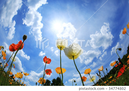 Iceland Poppy 3472 34774802