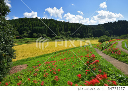 群島孤挺花那須町 栃木縣柏澤群花園 照片素材 圖片 圖庫