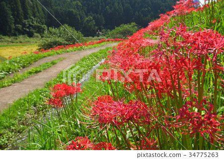 群島孤挺花那須町 栃木縣柏澤群花園 照片素材 圖片 圖庫