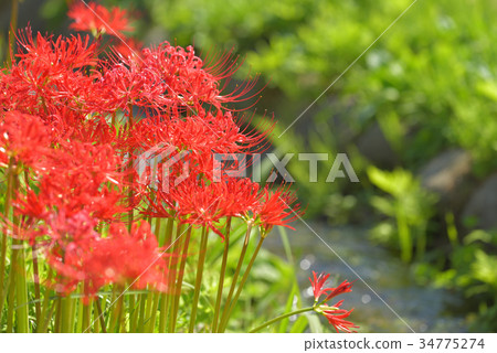 開花在水邊栃木縣那須町芹澤群島公園的群集孤挺花 34775274