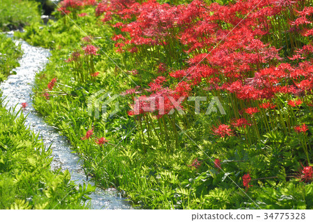 開花在水邊栃木縣那須町芹澤群島公園的群集孤挺花 照片素材 圖片 圖庫