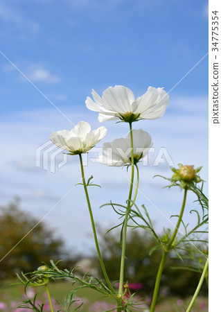 Autumn sky and white autumn cherry blossoms 34775354