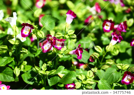 Torenia red flower Torenia red flower 34775746