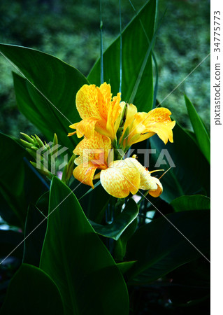 Canna yellow flower 34775773