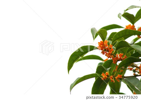 桂花 34775920