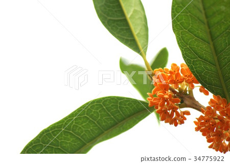 桂花 桂花 34775922
