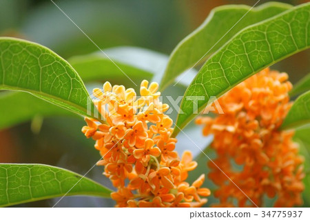 桂花 34775937
