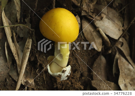 自然植物小貓蘑菇，“山武”或“山形”黃色或真正的“Kitamatake”？ 34776228