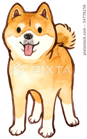 Shiba Inu front Shiba Inu front 34776256