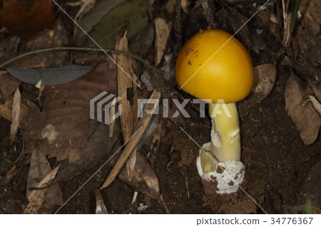 Nature plants Aquila, bright yellow mushrooms in a mixed forest. It looks like a line in the umbrella, so it's not "Damashi" Nature plants Aquila, bright yellow mushrooms in a mixed forest. It looks like a line in the umbrella, so it's not "Damashi" 34776367