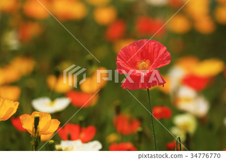 Iceland Poppy 3646 34776770