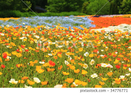 Iceland Poppy 3648 34776771
