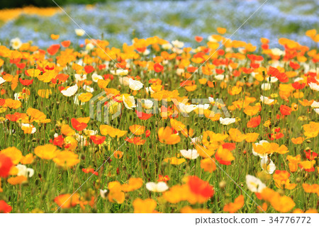 Iceland Poppy 3649 34776772