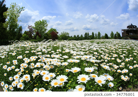 Chrysan semamu 3719 34776801