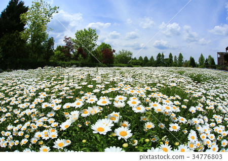 Chrysan semamu 3721 34776803