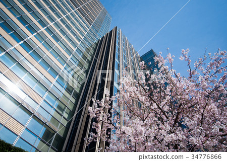 Cherry blossoms in Tokyo Midtown Cherry blossoms in Tokyo Midtown 34776866
