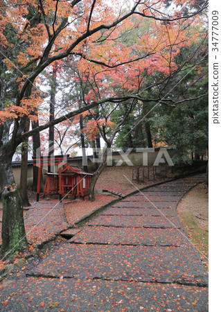 Stone stair path through fall colored trees Stone stair path through fall colored trees 34777009