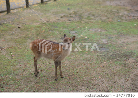 Holy Japanese deer in Nara national park in Autumn Holy Japanese deer in Nara national park in Autumn 34777010