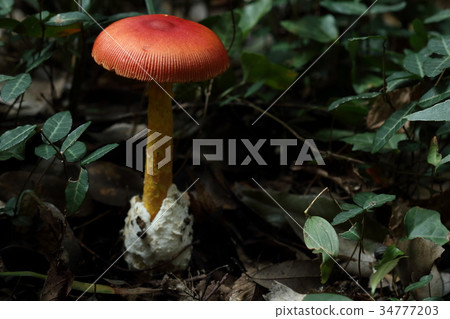 自然植物雞蛋是一種非常有毒的顏色。實際上它看起來很美味 34777203