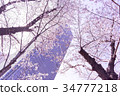東京中城和櫻花 34777218