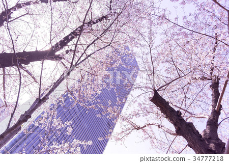 Tokyo Midtown and cherry blossoms Tokyo Midtown and cherry blossoms 34777218