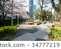 東京中城廣場和櫻花 34777219