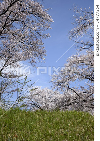 櫻花銀行盛開Ohiwami黎明日本春天的春天 櫻花銀行盛開Ohiwami黎明日本春天的春天 34777254